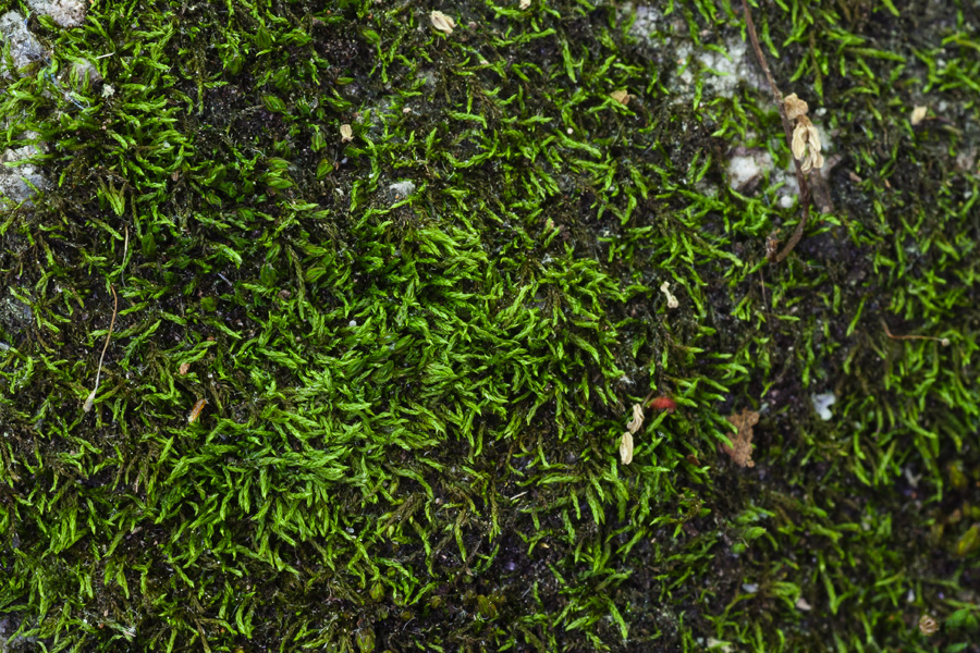 Platydictya confervoides